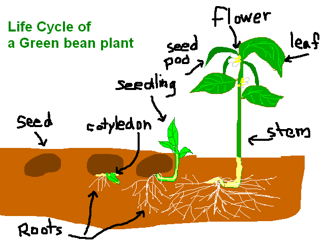 Middleton Garden Club - Garden/Plant Life Stages